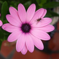 Eine Fliege